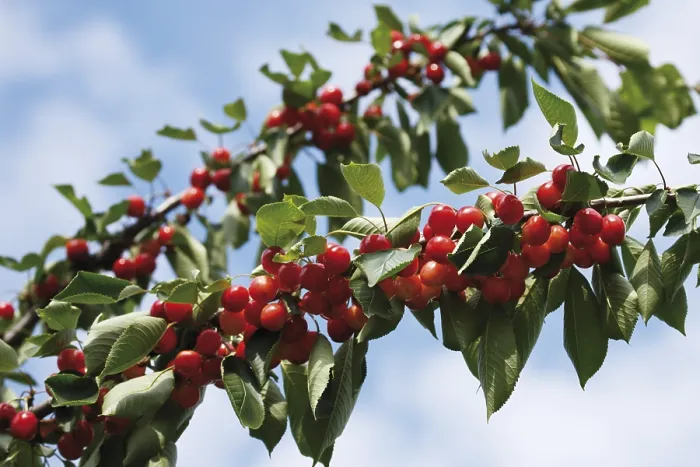 Framed Print : Cherries on a Branch Print Framed Print : Cherries on a Branch Print