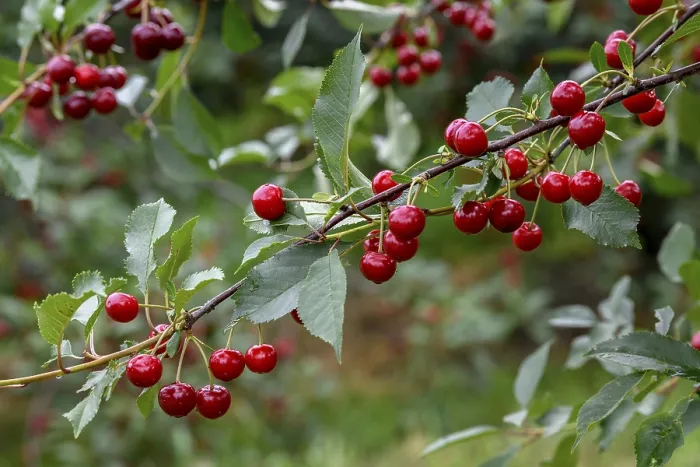 Framed Print : Mosbach Cherries Print, Black Forest Germany Framed Print : Mosbach Cherries Print, Black Forest Germany