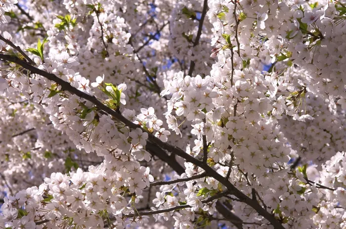 Framed Print : Cherry Blossom Print Framed Print : Cherry Blossom Print