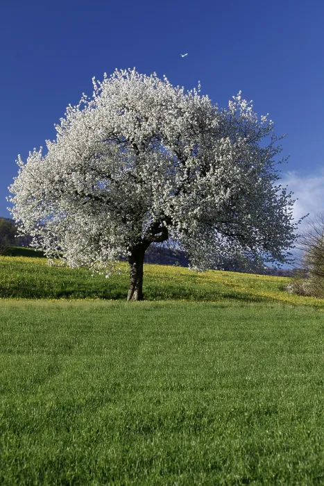 Framed Print : Aedermannsdorf Cherry Blossom Print, Switzerland Framed Print : Aedermannsdorf Cherry Blossom Print, Switzerland