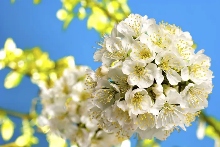 Framed Print : Cherry Blossom Print with Leaves and Light Background Framed Print : Cherry Blossom Print with Leaves and Light Background