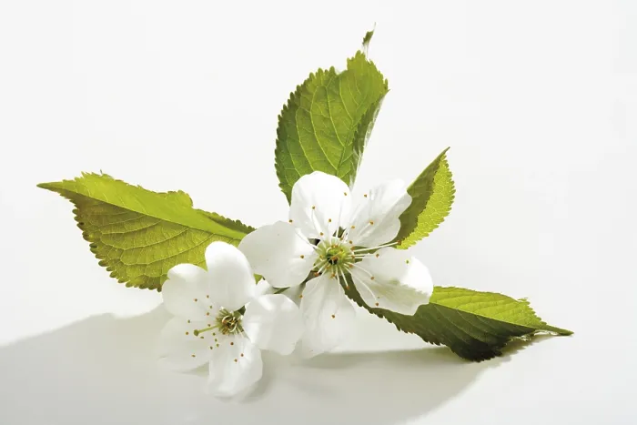 Framed Print : Cherry Blossom Print Framed Print : Cherry Blossom Print