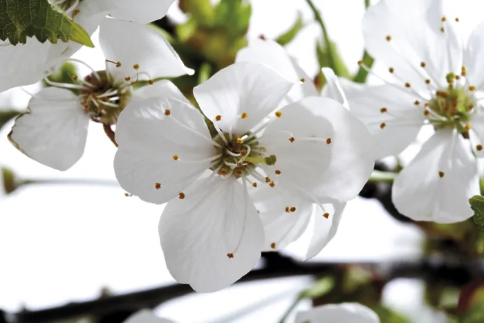 Framed Print : Cherry Blossoms Print - Vibrant Floral Bloom Framed Print : Cherry Blossoms Print - Vibrant Floral Bloom
