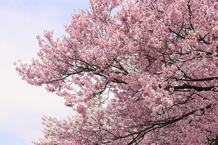 Framed Print : Kamakura Cherry Blossom Print, Japan Framed Print : Kamakura Cherry Blossom Print, Japan