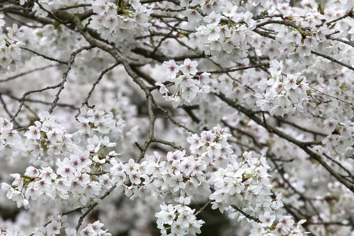 Framed Print : Germany Cherry Blossoms Print Framed Print : Germany Cherry Blossoms Print