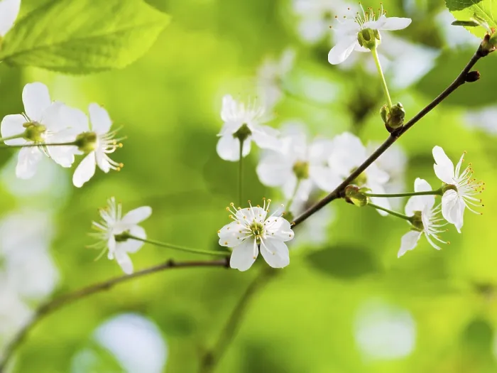 Framed Print : Cherry Blossoms Print on Green Background Framed Print : Cherry Blossoms Print on Green Background