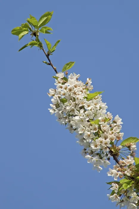 Framed Print : Cherry Blossoms Print (Prunus sp.) Framed Print : Cherry Blossoms Print (Prunus sp.)