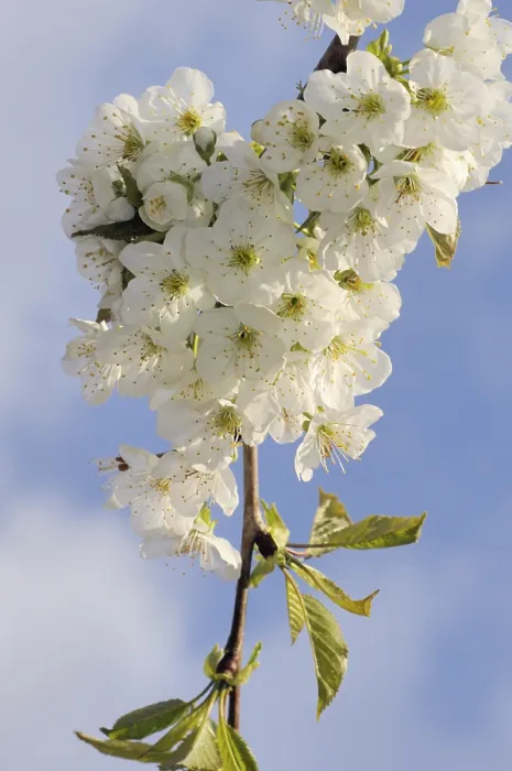 Framed Print : White Cherry Blossoms Print, Spring Branch Framed Print : White Cherry Blossoms Print, Spring Branch