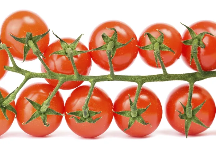 Framed Print : Cherry Tomatoes on White Print Framed Print : Cherry Tomatoes on White Print