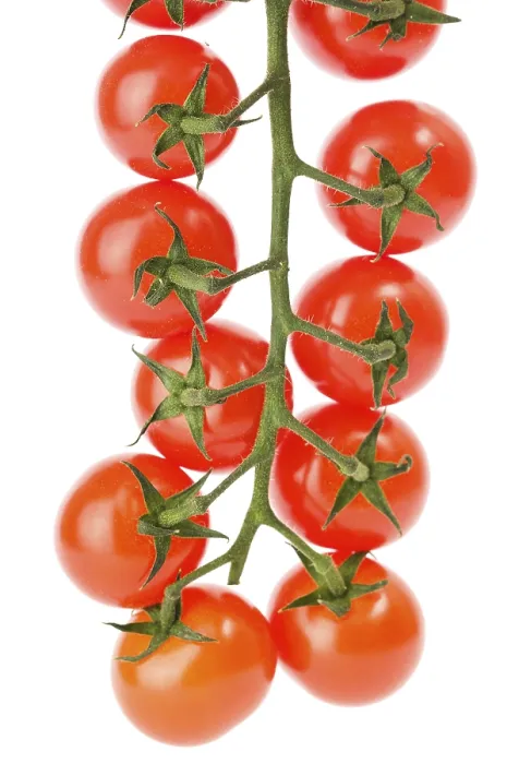 Framed Print : Cherry Tomatoes on White Print Framed Print : Cherry Tomatoes on White Print