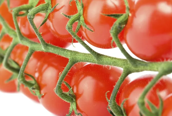 Framed Print : Cherry Tomatoes on White Print Framed Print : Cherry Tomatoes on White Print