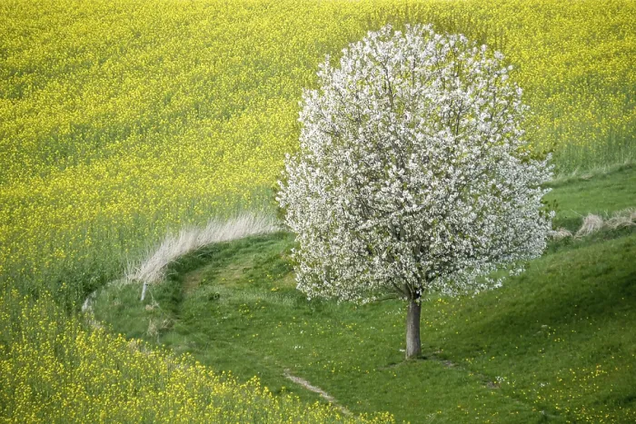 Framed Print : Cherry Tree in Full Bloom Print - Spring Landscape Framed Print : Cherry Tree in Full Bloom Print - Spring Landscape