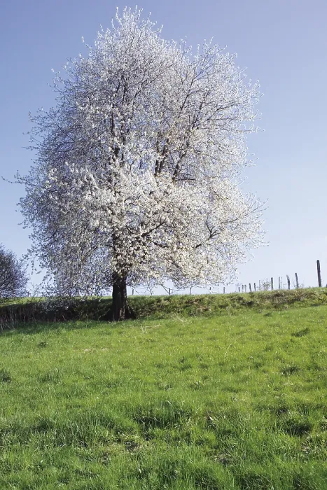 Framed Print : Cherry Tree in Bloom Print - Idyllic Meadow Scene Framed Print : Cherry Tree in Bloom Print - Idyllic Meadow Scene