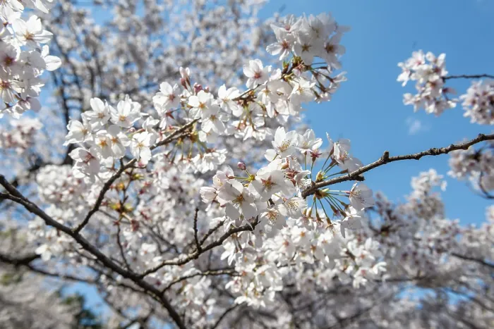 Framed Print : Cherry Tree Blossoms in Spring, Yoyogi Park Print