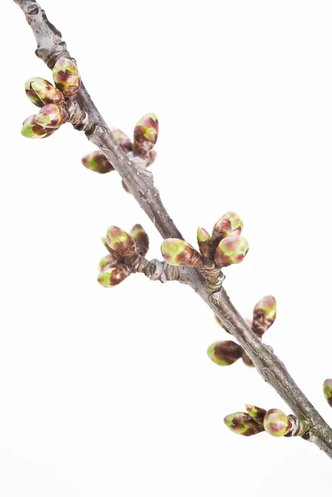Framed Print : Cherry Tree Twig in Spring Print Framed Print : Cherry Tree Twig in Spring Print