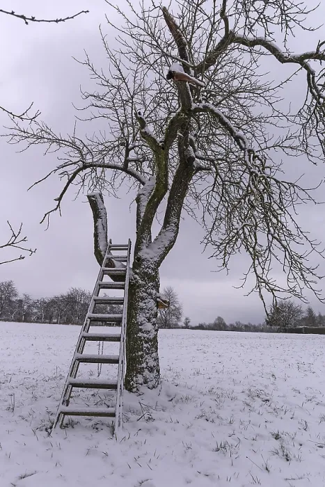 Framed Print : Cherry Tree with Ladder in Winter Print, Franconia, Germany Framed Print : Cherry Tree with Ladder in Winter Print, Franconia, Germany