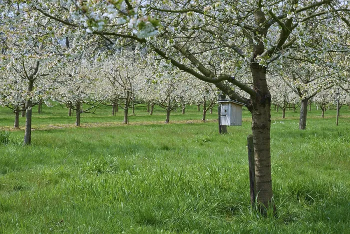 Framed Print : Cherry Tree Print, Appenweier Orchard in Bloom Framed Print : Cherry Tree Print, Appenweier Orchard in Bloom