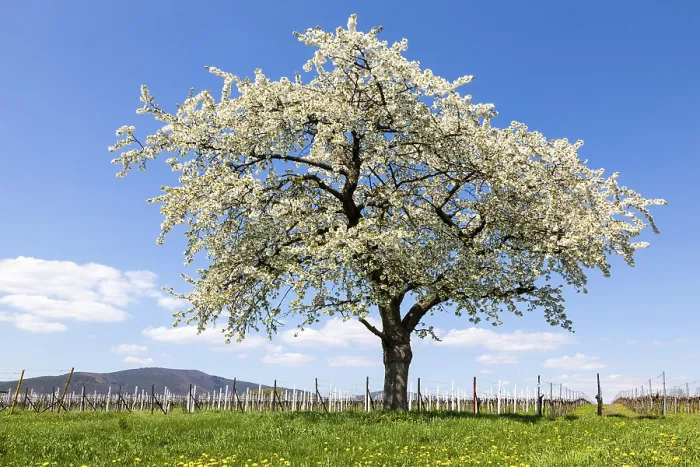 Framed Print : Cherry Tree Print, Southern Palatinate Vineyard