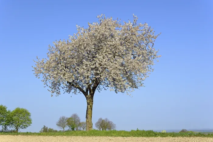 Framed Print : Cherry Tree in Bloom Print, North Rhine-Westphalia, Germany Framed Print : Cherry Tree in Bloom Print, North Rhine-Westphalia, Germany