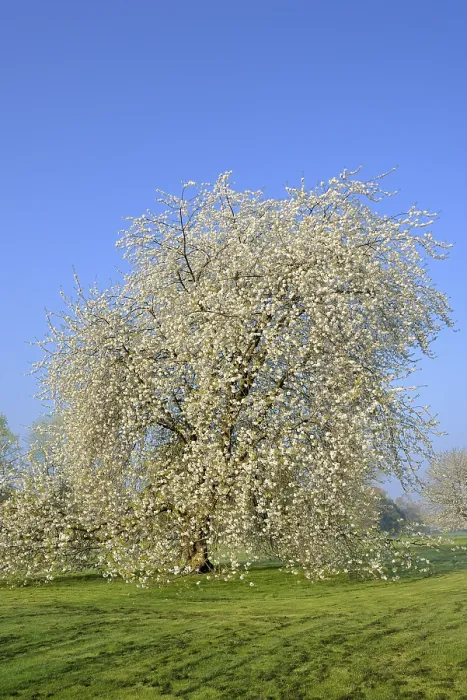 Framed Print : Cherry Tree in Full Bloom Print, Germany Framed Print : Cherry Tree in Full Bloom Print, Germany