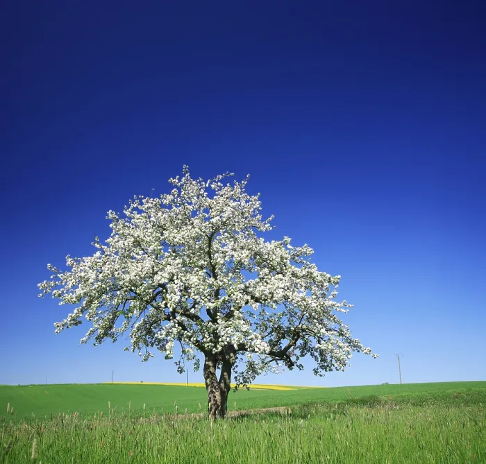 Framed Print : Cherry Tree in Full Bloom Print, Saalekreis, Germany Framed Print : Cherry Tree in Full Bloom Print, Saalekreis, Germany