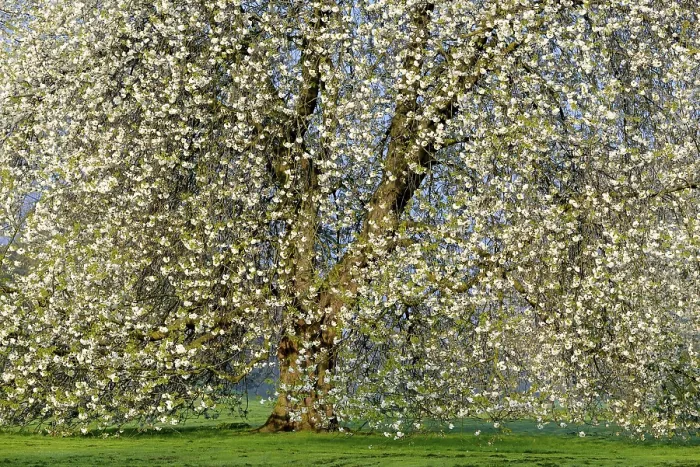 Framed Print : Cherry Tree in Full Bloom Print, Germany Framed Print : Cherry Tree in Full Bloom Print, Germany