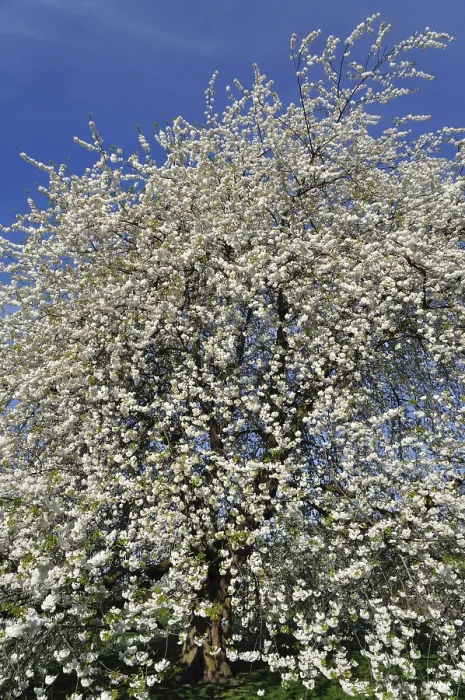 Framed Print : Cherry Tree in Full Bloom Print, Germany Framed Print : Cherry Tree in Full Bloom Print, Germany