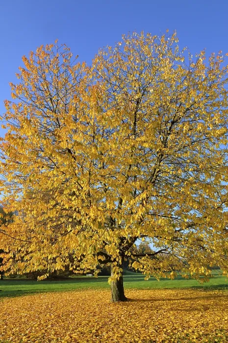 Framed Print : Cherry Tree Print with Yellow Fall Foliage, Germany Framed Print : Cherry Tree Print with Yellow Fall Foliage, Germany