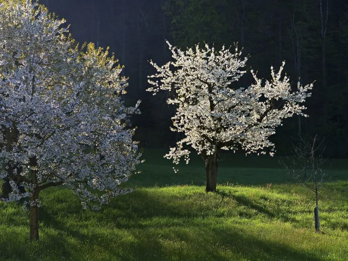 Framed Print : Cherry Trees in Bloom Print, Walchwil, Switzerland Framed Print : Cherry Trees in Bloom Print, Walchwil, Switzerland