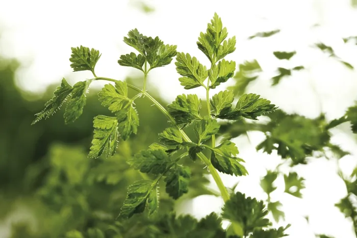 Framed Print : Chervil Print - Fresh Herb in Garden Framed Print : Chervil Print - Fresh Herb in Garden