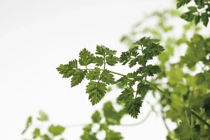 Framed Print : Chervil Print - Aromatic Herb Framed Print : Chervil Print - Aromatic Herb