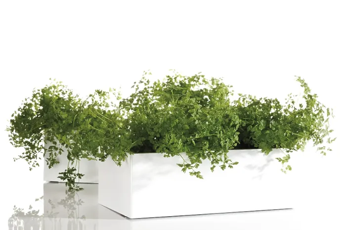 Framed Print : Chervil Print - Aromatic Herb Framed Print : Chervil Print - Aromatic Herb