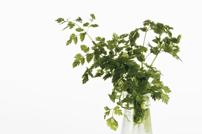 Framed Print : Chervil Print from imageBROKER Framed Print : Chervil Print from imageBROKER