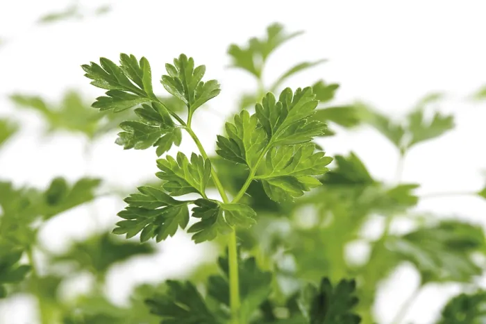 Framed Print : Chervil (Anthriscus) Print