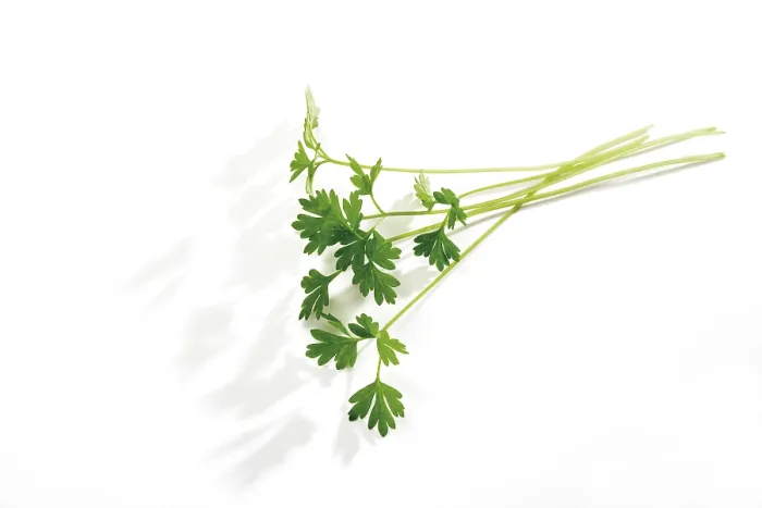 Framed Print : Chervil (Anthriscus) Print