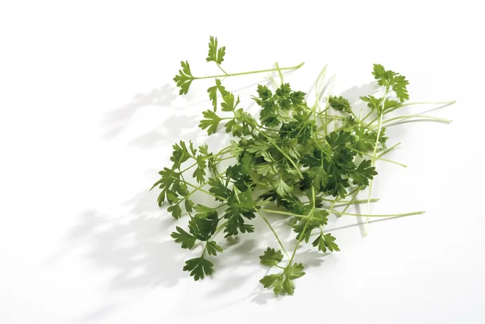 Framed Print : Chervil (Anthriscus) Print Framed Print : Chervil (Anthriscus) Print