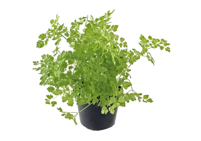 Framed Print : Chervil in a Pot Print, Anthriscus Framed Print : Chervil in a Pot Print, Anthriscus