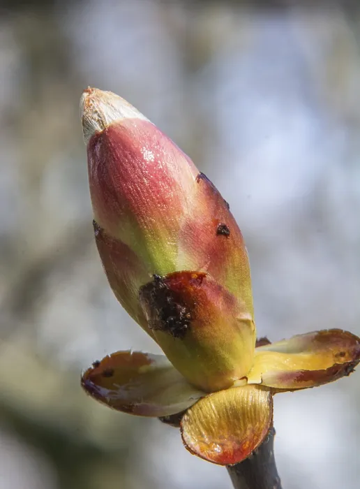 Framed Print : Chestnut Bud Print, Ystad, Sweden