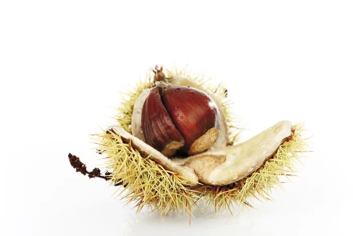 Framed Print : Chestnut Tree Print - Castanea Framed Print : Chestnut Tree Print - Castanea