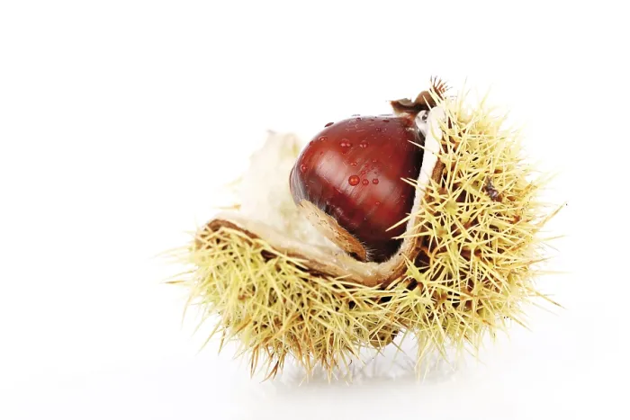 Framed Print : Chestnut Tree Print - Castanea Framed Print : Chestnut Tree Print - Castanea