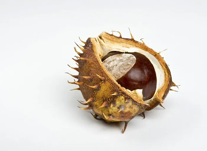 Framed Print : Chestnut in the Cupule Print Framed Print : Chestnut in the Cupule Print