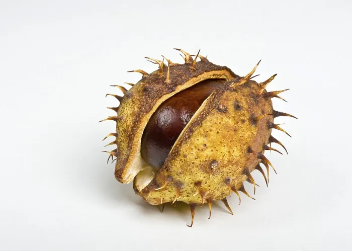 Framed Print : Chestnut in the Cupule Print Framed Print : Chestnut in the Cupule Print