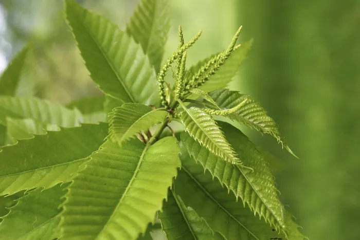 Framed Print : Chestnut Leaves Print Framed Print : Chestnut Leaves Print