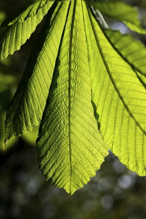 Framed Print : Chestnut Leaves Print Framed Print : Chestnut Leaves Print