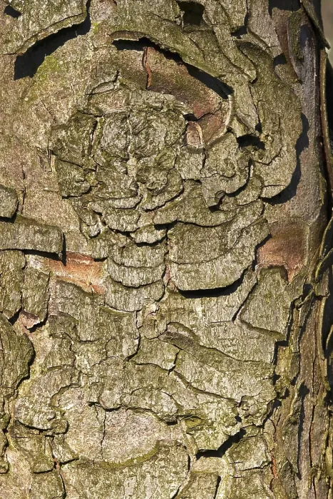 Framed Print : Chestnut Tree Bark Print, Germany Framed Print : Chestnut Tree Bark Print, Germany