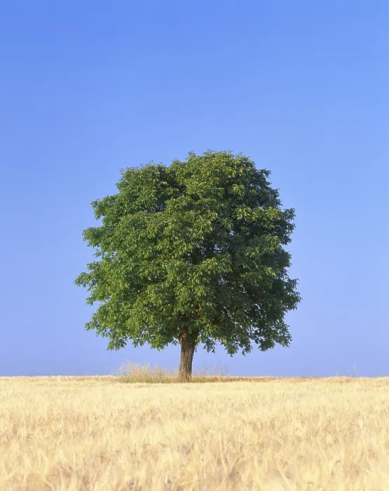 Framed Print : Chestnut Tree Print Over Grain Field, Germany Framed Print : Chestnut Tree Print Over Grain Field, Germany