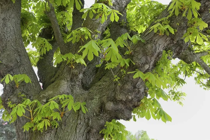 Framed Print : Chestnut Tree in Spring Print Framed Print : Chestnut Tree in Spring Print
