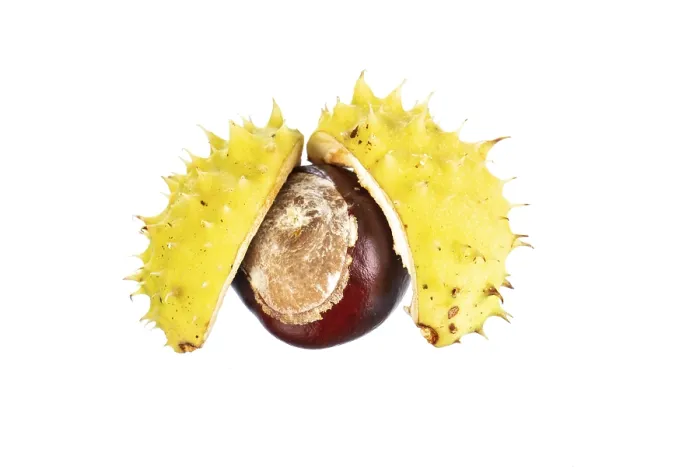Framed Print : Chestnut Tree Print, Castanea, Vechta, Germany Framed Print : Chestnut Tree Print, Castanea, Vechta, Germany