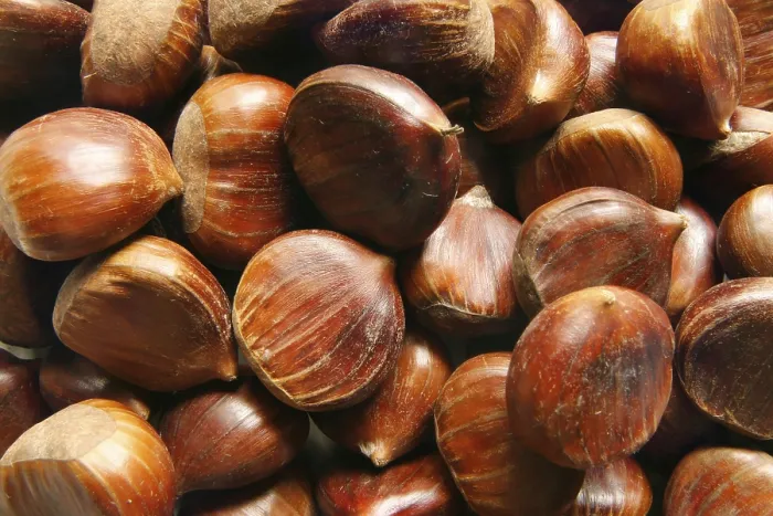 Framed Print : Chestnuts Print by ImageBROKER Framed Print : Chestnuts Print by ImageBROKER