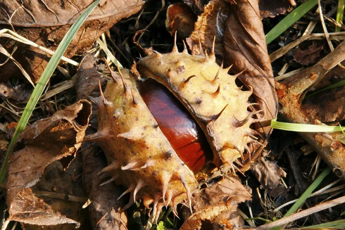 Framed Print : Chestnuts Print from imageBROKER Framed Print : Chestnuts Print from imageBROKER